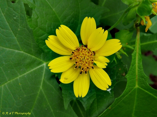 {Smallanthus uvedalia}